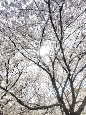 鼋头渚樱花