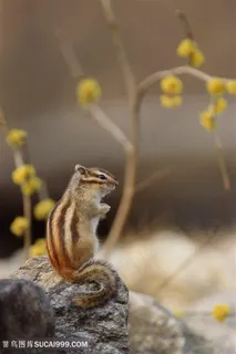 精灵的小花鼠动物大全