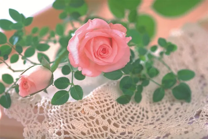 粉红色玫瑰花