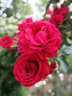 绽放灿烂红玫瑰图片