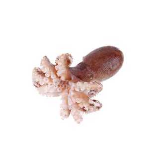 头足类(3)海鲜超市商品红酒白底图免抠实物摄影png格式图片透明底