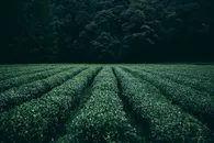 整齐绿色茶园