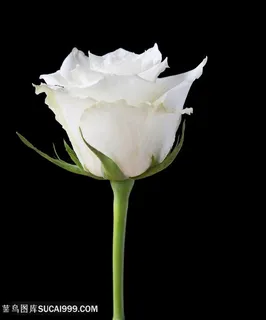 唯美高贵白玫瑰花免抠图图片玫瑰花图片 唯美高贵白玫瑰花免抠图图片玫瑰花图片
