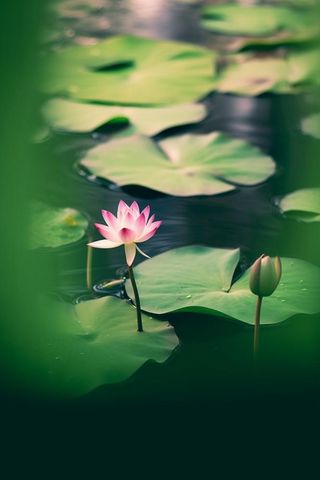 绿色清爽荷花节气背景