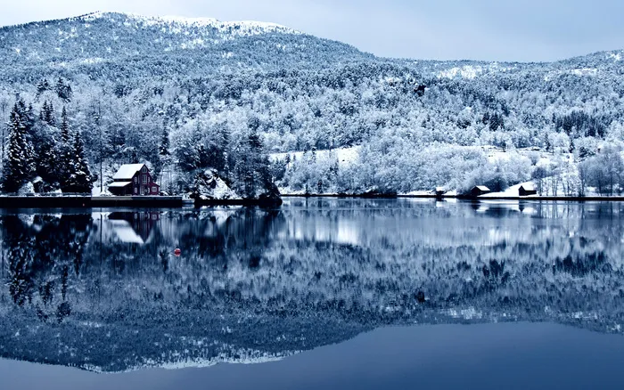唯美高清树林雪景风景