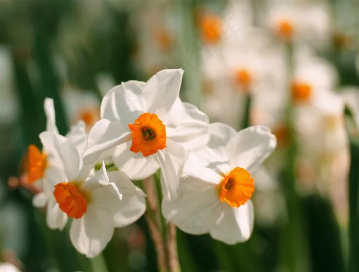 白色花朵高清摄影鲜花图片