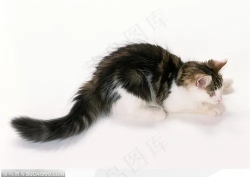 高清白底猫咪图片