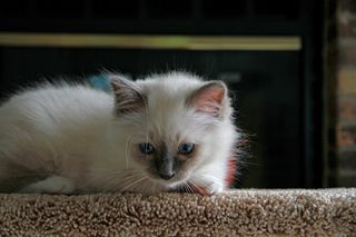 小猫在看东西