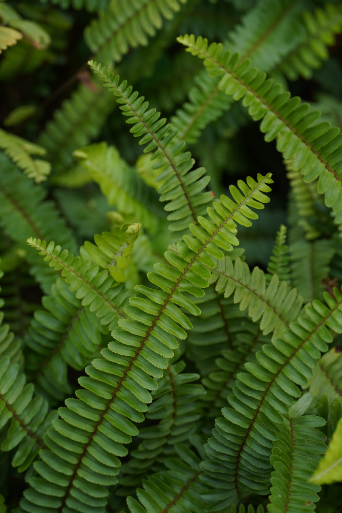 蕨类植物门-蕨草
