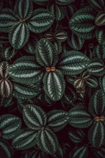 圆绿色叶子植物图片 圆绿色叶子植物图片