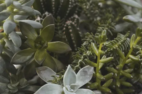 绿色清新多肉植物图片 绿色清新多肉植物图片