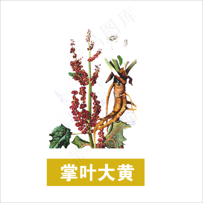 手绘草本中药掌叶大黄