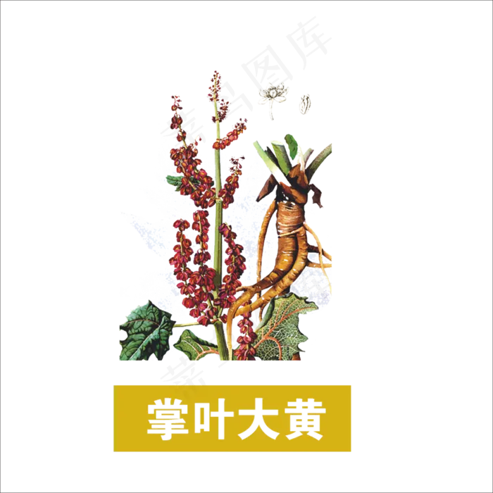 手绘草本中药掌叶大黄