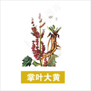 手绘草本中药掌叶大黄