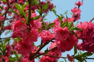 樱花花朵开放图片