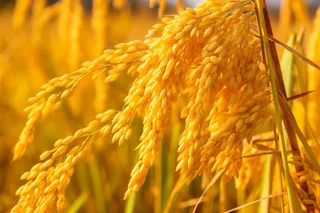金黄色的麦子成熟特写摄影图