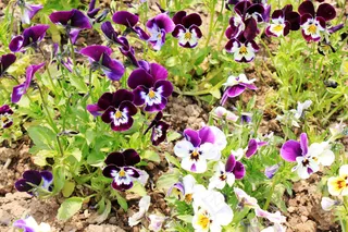 高清三色堇图片下载