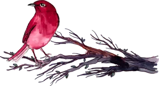 简约风手绘素描动画小鸟鸟儿免扣PNG图片素材 (68)