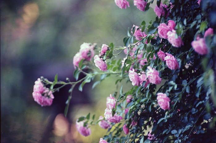 唯美非主流花草图片