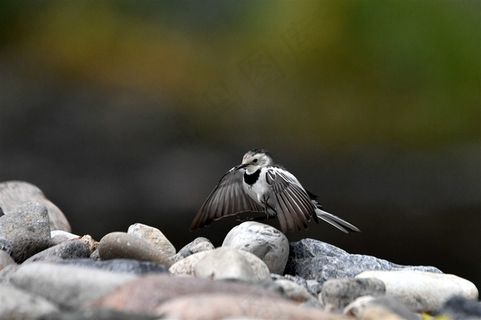 鸟类大全白鹡鸰