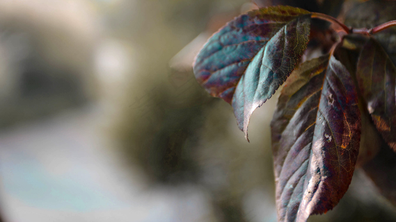 秋天秋日树落叶高清背景