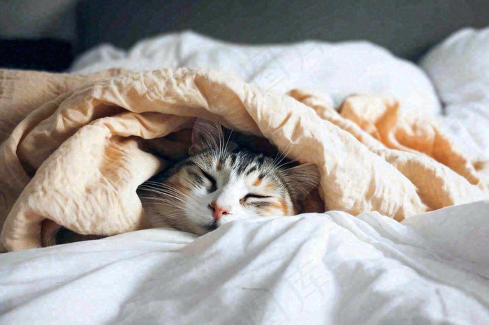 被窝里睡觉的猫猫，可爱的动物摄影图(1344x896)