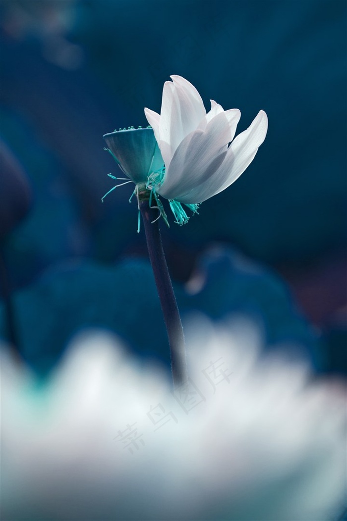 蓝色背景下荷塘里的白莲花