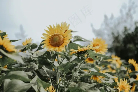漂亮的向日葵花图片 漂亮的向日葵花图片