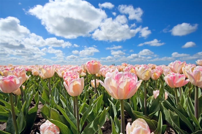 粉色郁金香鲜花图片