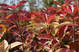 大蜀山森林公园风景图片-第2张