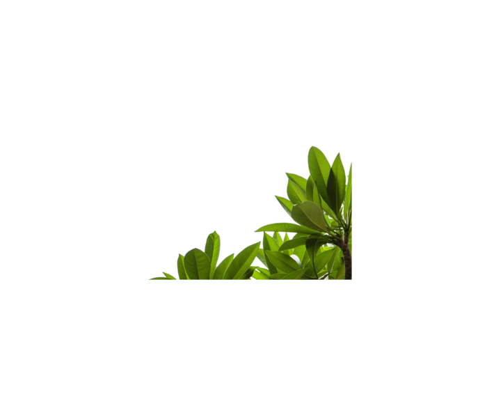 透明 免扣素材 png 绿色植物叶子 拷贝