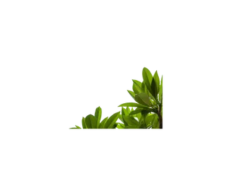 透明 免扣素材 png 绿色植物叶子 拷贝