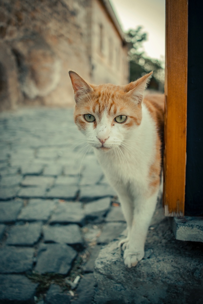 可爱猫咪猫猫摄影素材