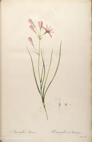 原版高清雷杜德花草唯美复古植物插画