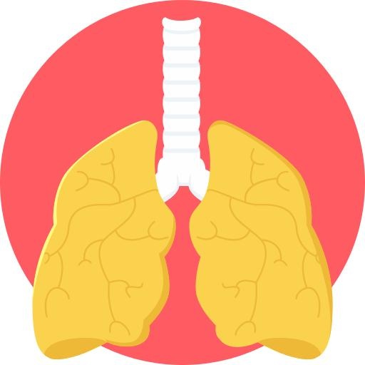 肺 PNG免抠(512x512)
