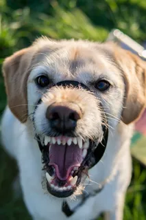 咆哮的拉布拉多犬图片 咆哮的拉布拉多犬图片