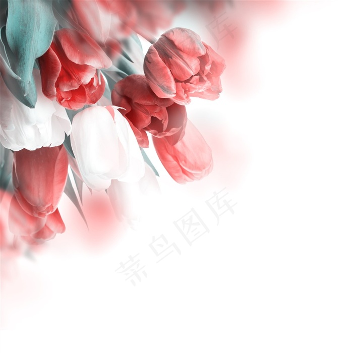 郁金香高清壁纸
