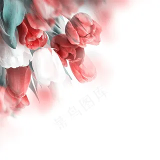 郁金香高清壁纸