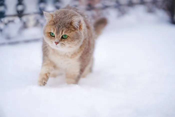 可爱猫咪猫猫摄影素材