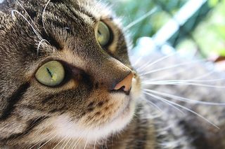 可爱猫咪 动物 素材 奶萌 (65)