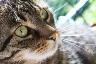 可爱猫咪 动物 素材 奶萌 (65)