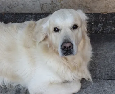 大型白色宠物犬图片 大型白色宠物犬图片