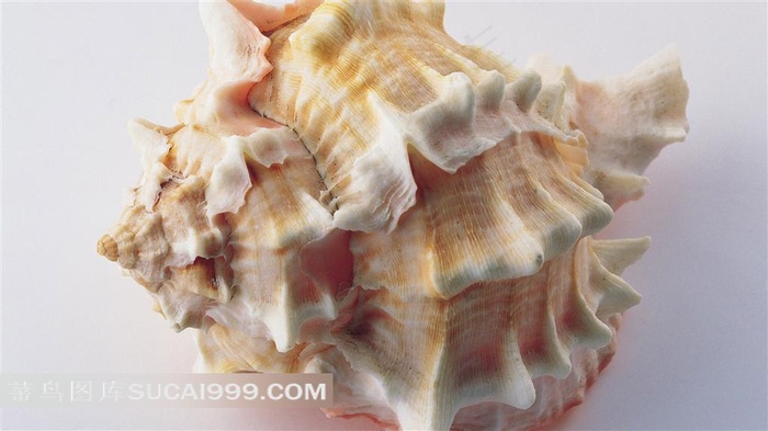 漂亮的海贝摄影素材