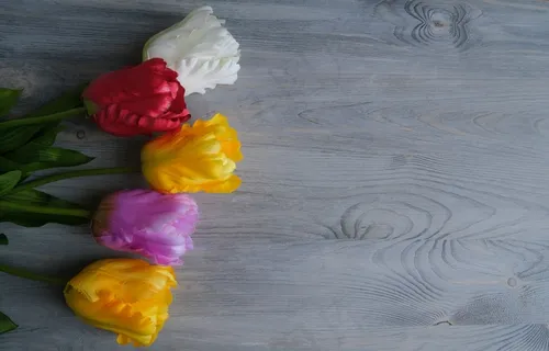 桌面彩色郁金香花朵图片