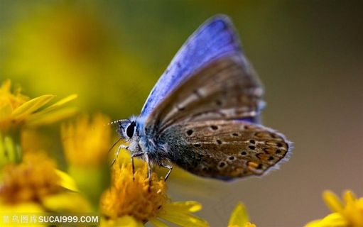 昆虫世界-浅蓝色的蝴蝶
