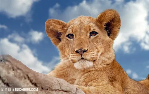 非洲野外野生动物狮子图片