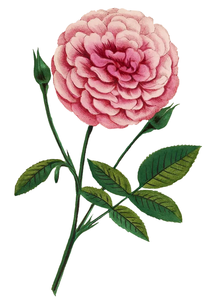 复古手绘植物花卉玫瑰花PNG免扣图案高清图片PS设计素材图