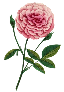 复古手绘植物花卉玫瑰花PNG免扣图案高清图片PS设计素材图