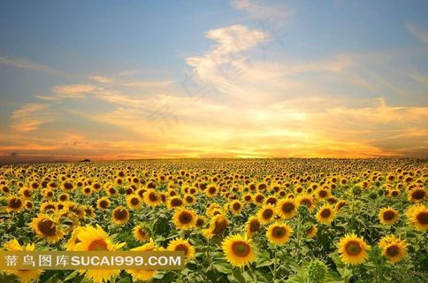 向日葵风景图片