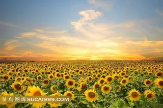 向日葵风景图片